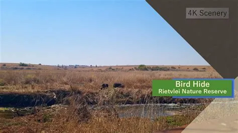  Rietvlei Bird Sanctuary! A Haven for Feathered Friends and Nature Enthusiasts!